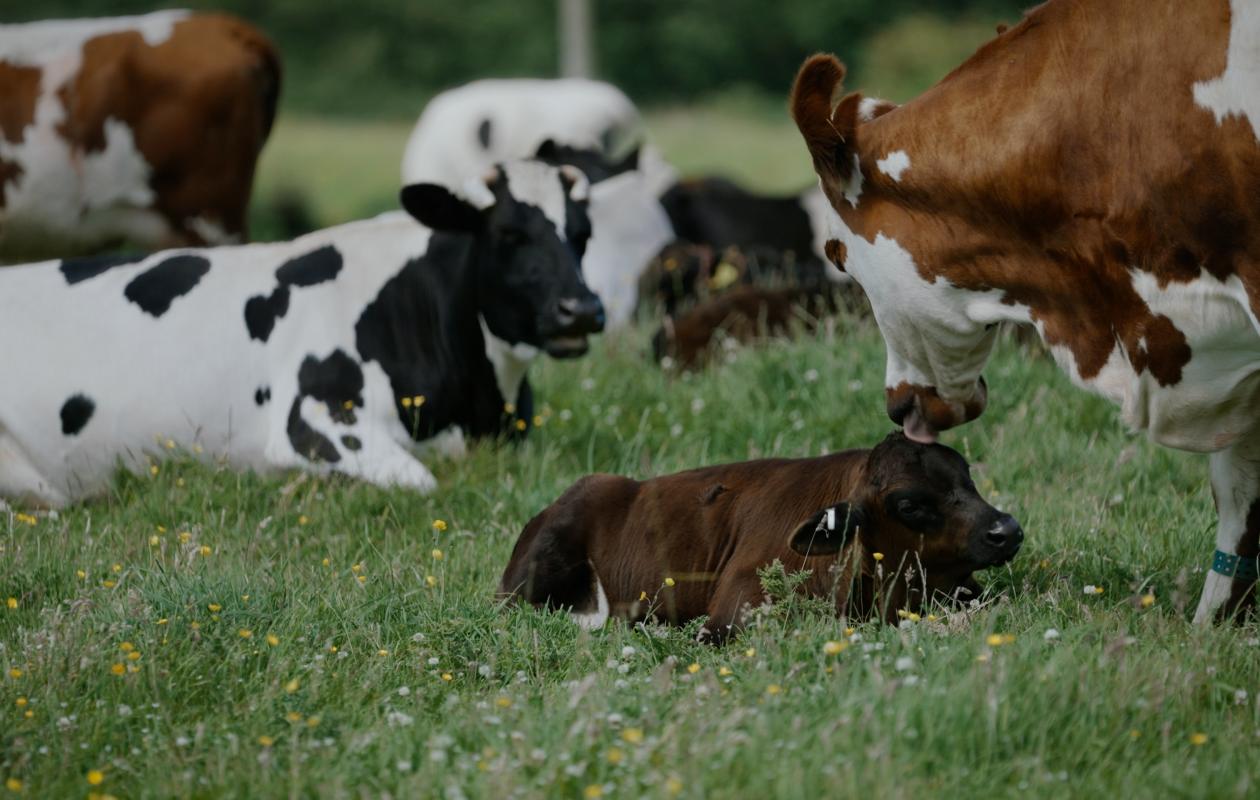 A still from A Dairy Story showing dairy cows with calves in field